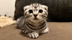 飼い主が大好きな猫たち——子どものいる家庭におすすめの甘えん坊の猫種トップ3