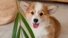 犬が幸せかどうかを見分ける方法：専門家が挙げる6つの主なサイン