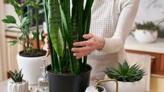 家の中のカビを取り除く方法：湿度が高いときに役立つ5つの観葉植物