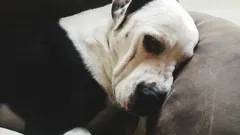 犬は飼い主に恨みを抱くことがあるって本当？