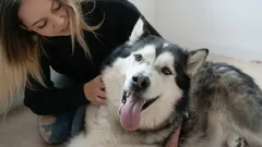 犬がいちばん喜ぶ「なでる場所」はどこ？