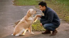 犬は家族の中で「一番好きな人」をどうやって選ぶのか：10の繊細なポイント